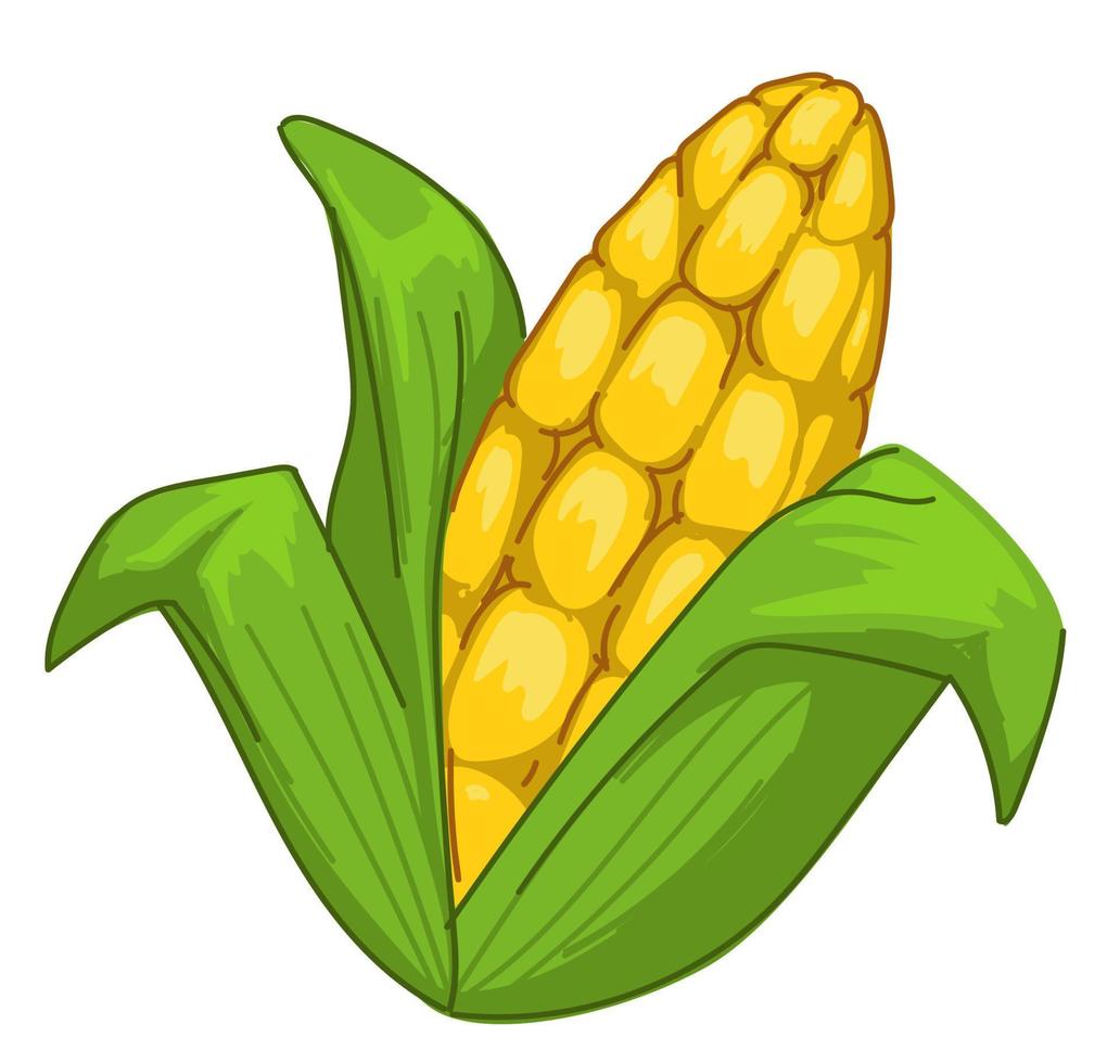 Corn crops, sweet maze product, grain vegetable vector