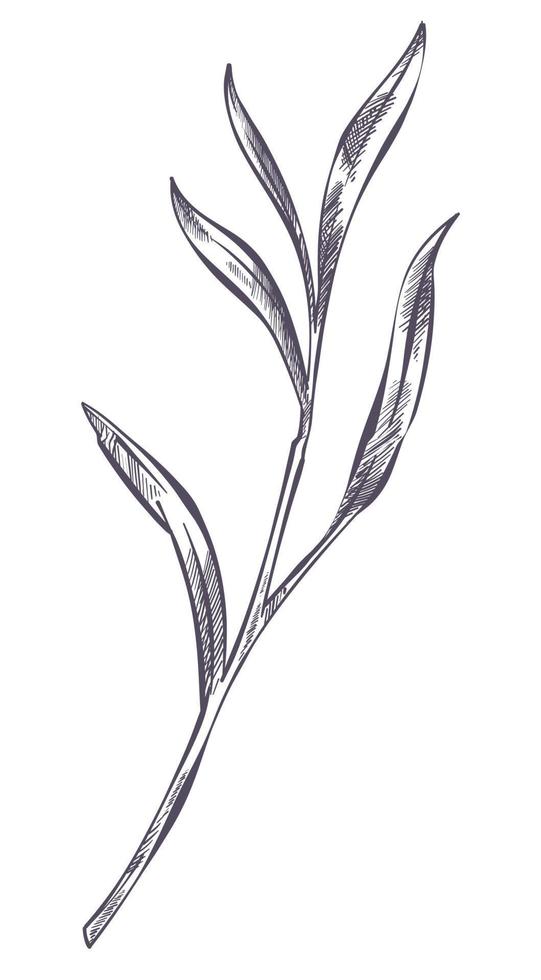rama de planta de hoja de lavanda con follaje monocromo vector