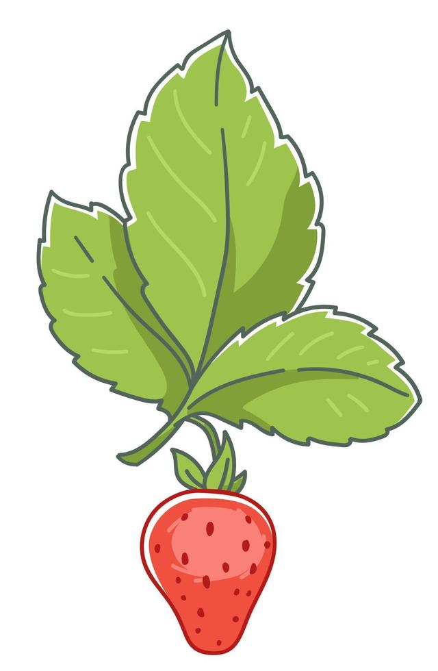 Strawberry fruit with leaves, plant bushes vector