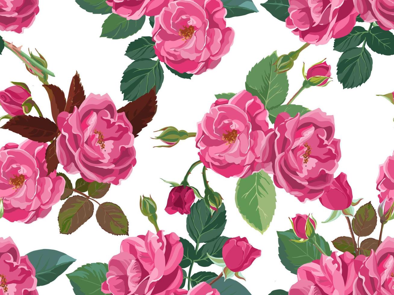 Pink roses or peonies with leaves and branches vector