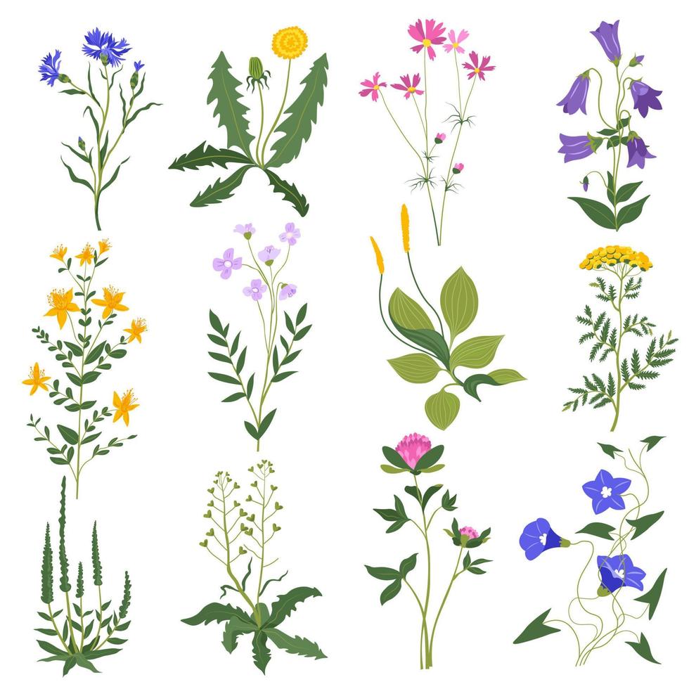 Grass flowers and bushes, wildflowers leafy botany vector