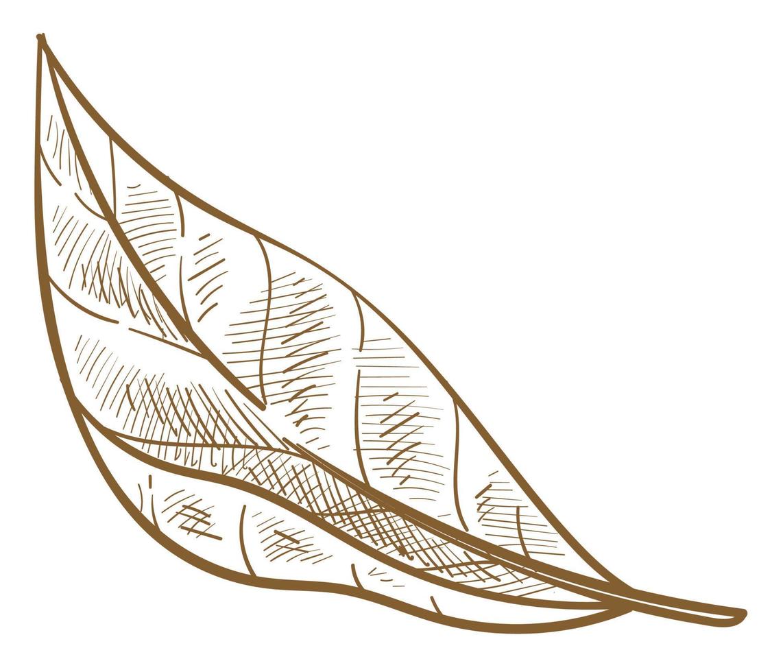 Natural leaf of bush or tree spring foliage sketch vector