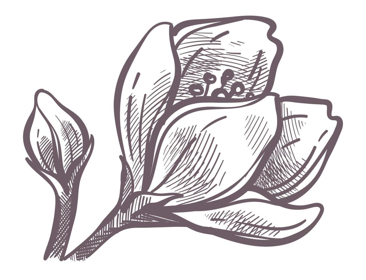 Flower in blossom, flora of trees in spring season vector