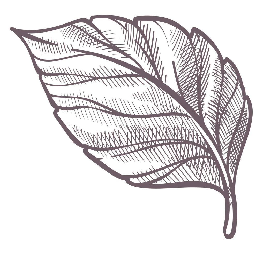 Leaf plant, colorless foliage botany of forest vector