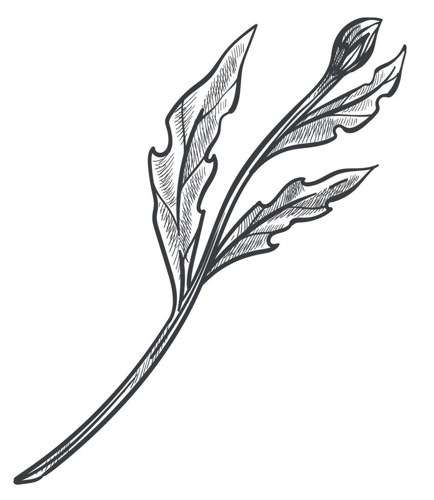 Growing plant, flower with bud, stem and leaves vector