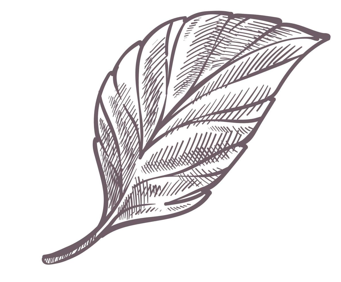 Leaf of plant, tree or bush, foliage monochrome vector