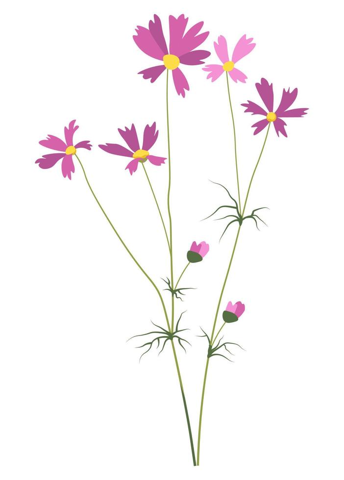 Daisy flower in blossom, Bergenia or Cosmos vector