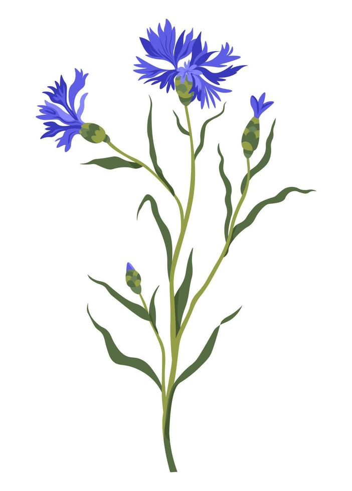Cornflower decorative wildflower in blossom vector