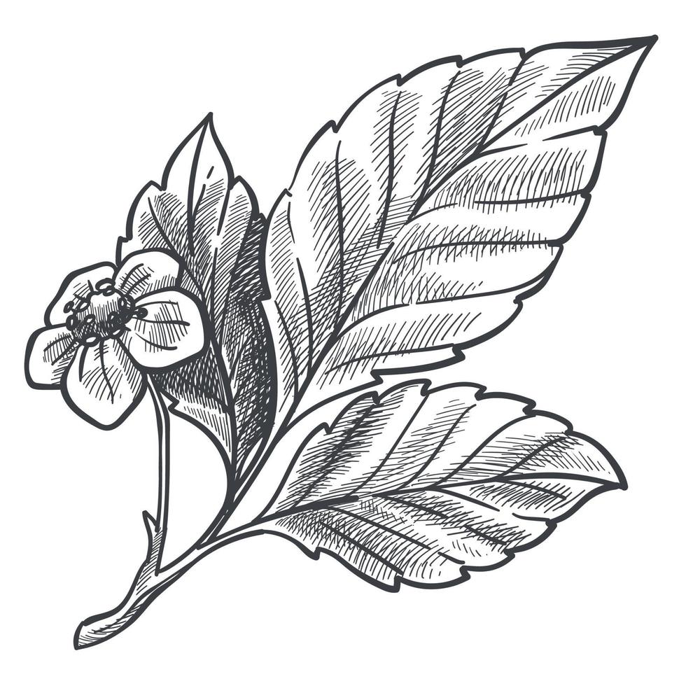 Strawberry bush plant with leaf and flower sketch vector