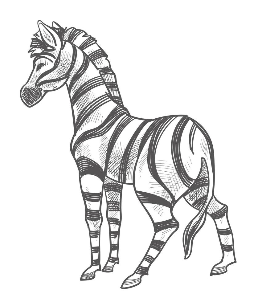 Zebra animal with stripes on fur monochrome sketch vector