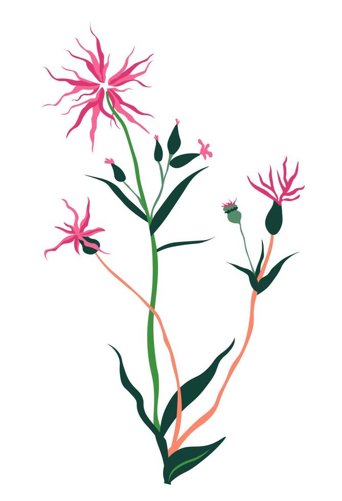 Aster flower in blossom, wild star shaped bloom vector