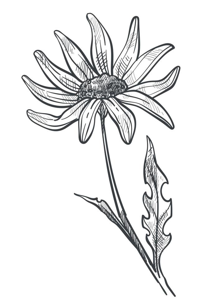 Chamomile flower monochrome sketch outline vector