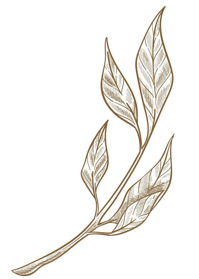 Branch with leaves, twig foliage sketch outline vector