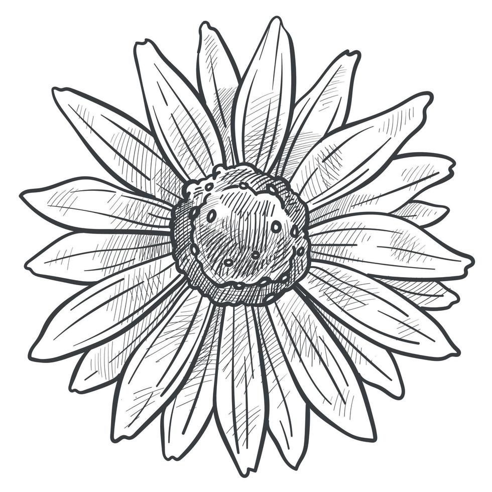 Chamomile flower in bloom monochrome sketch vector