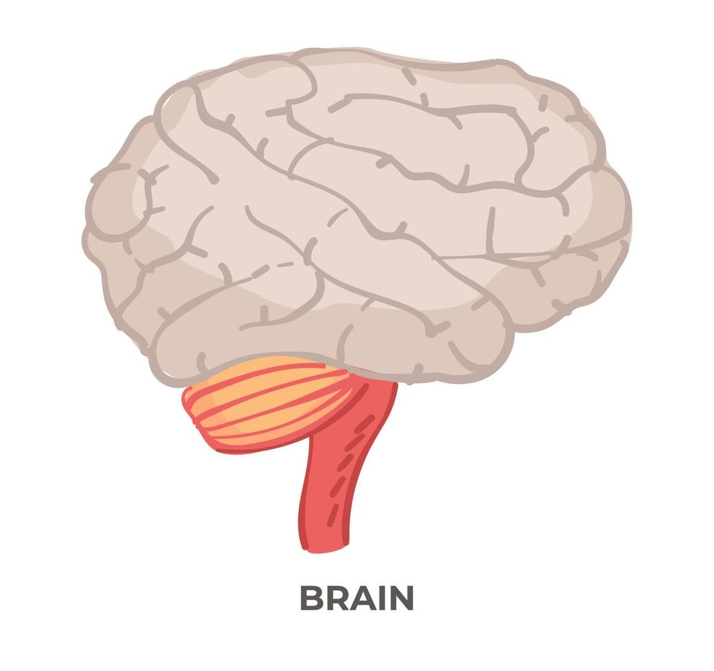 Brain organ, anatomy and biology lessons or study vector