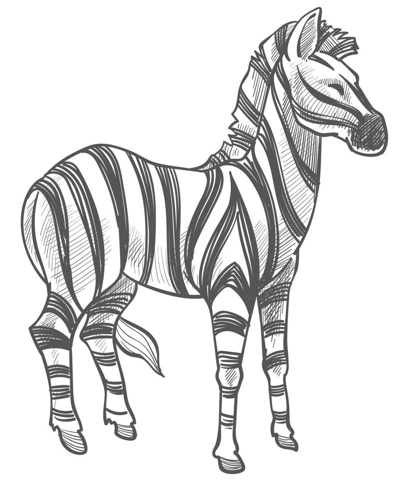 Zebra equine animal monochrome sketch outline vector