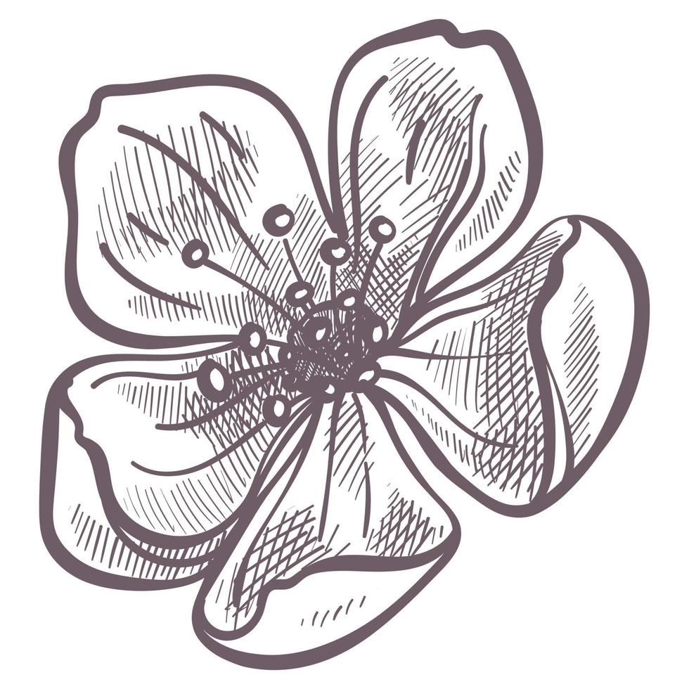 Flower in blossom, spring season flora in bloom vector