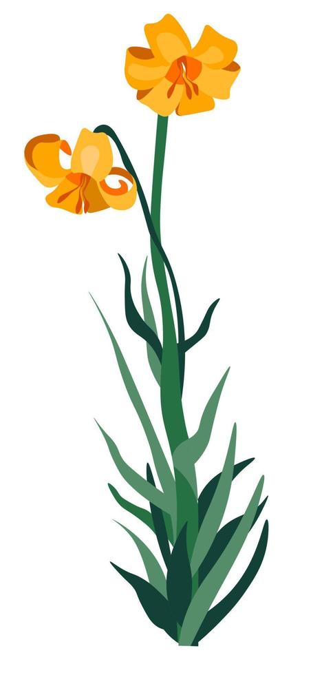 flor de lirio floreciente, flor de primavera o verano vector