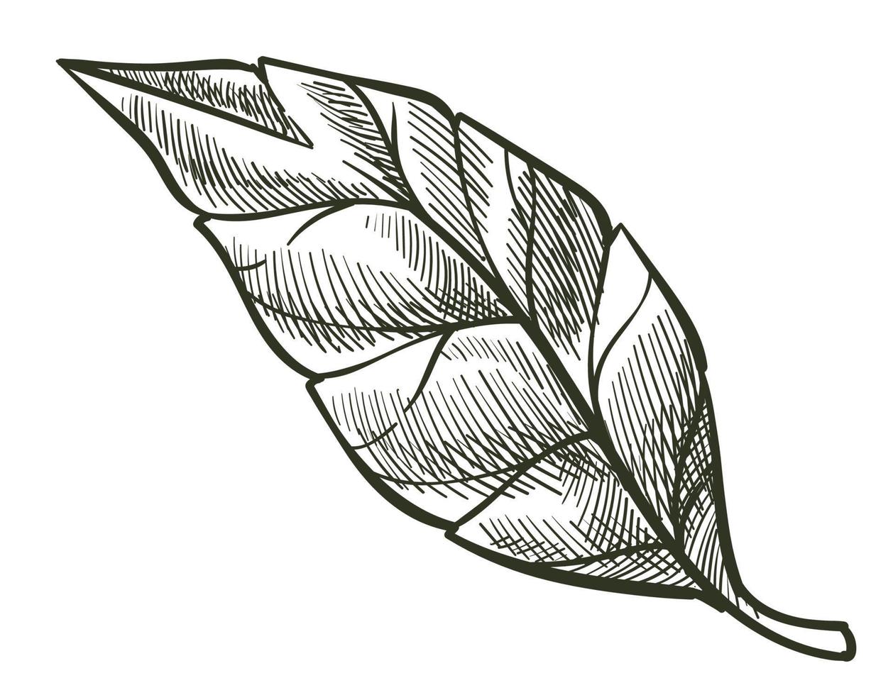 Foliage of shrubs, botanic leaves of vegetation vector