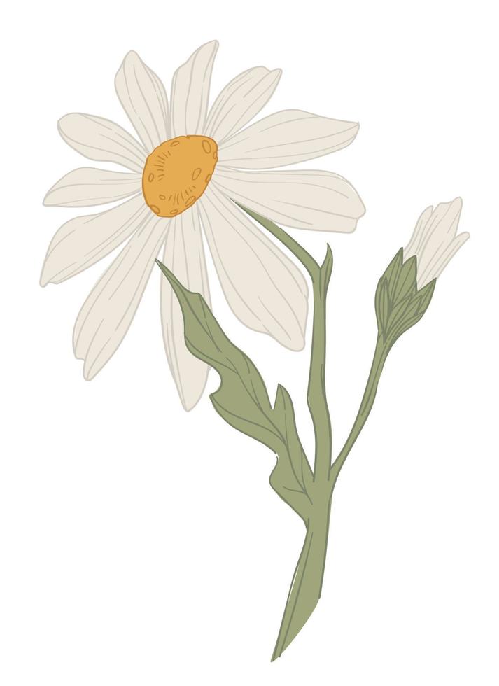 Chamomile flower with stem and leaves flora vector