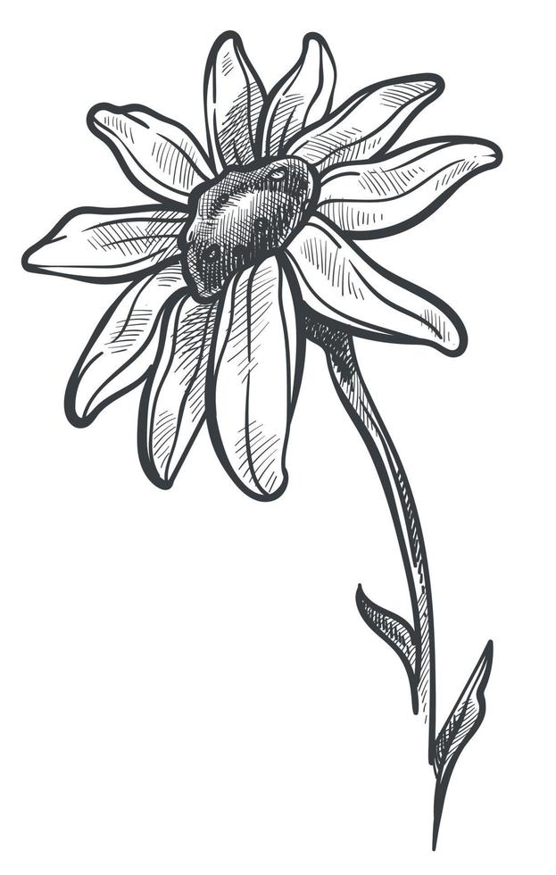 Chamomile flower in blossom monochrome sketch vector