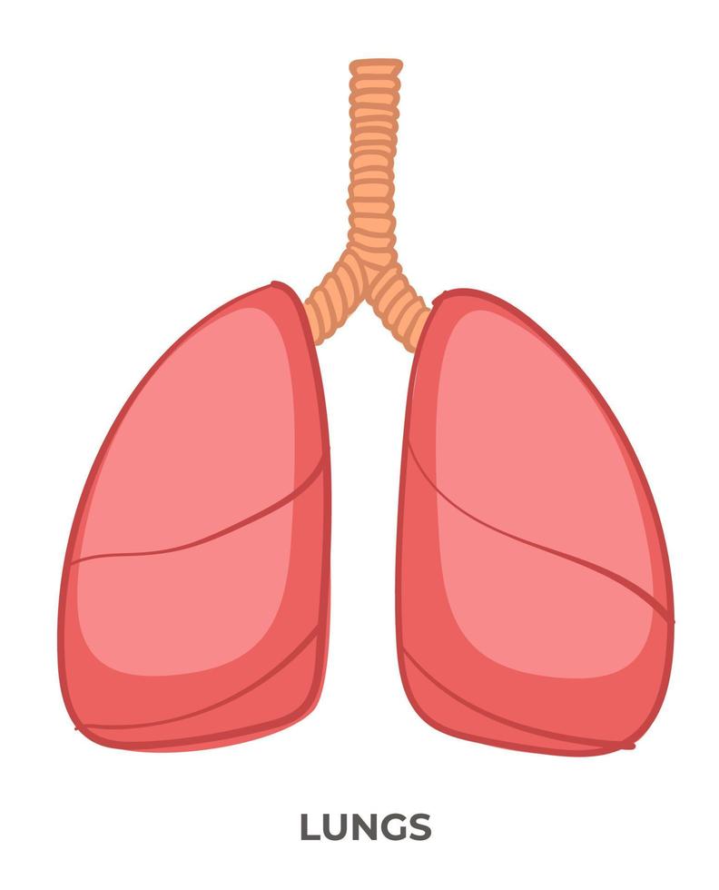 Lungs organ of human body, medicine and anatomy vector