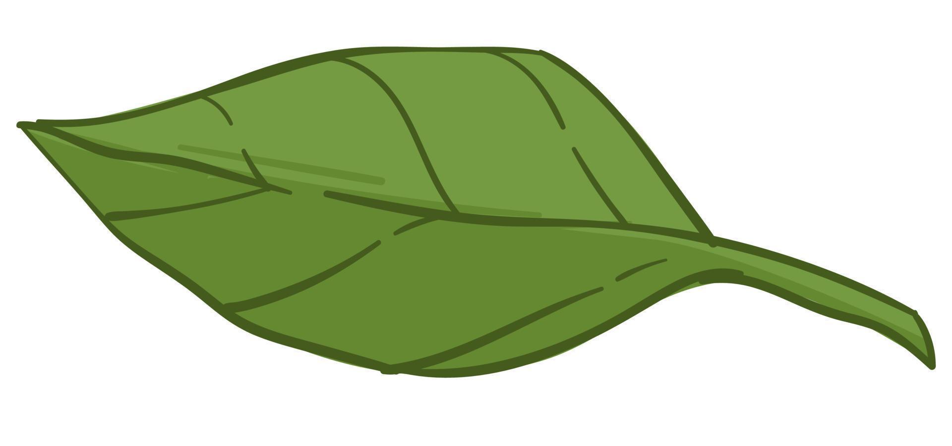 Leaf of bush, plant or tree, foliage and leafage vector