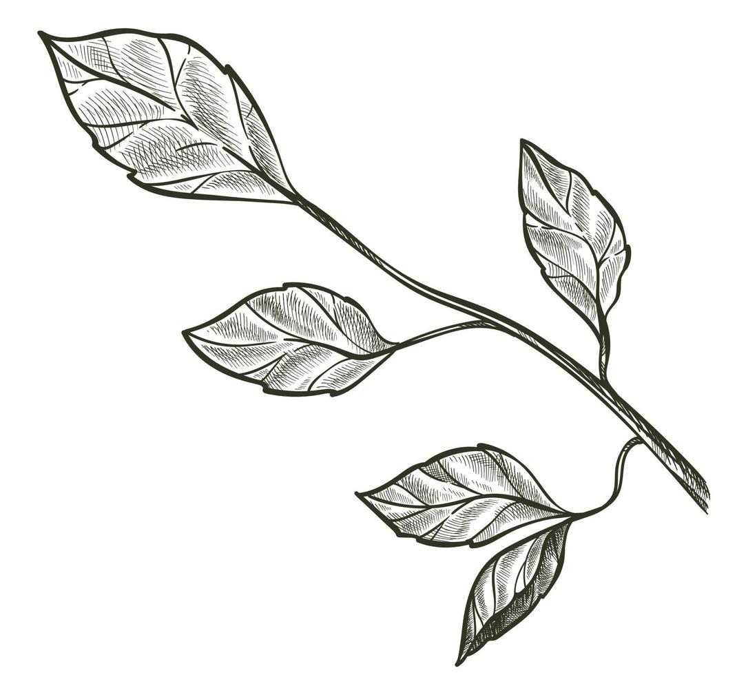 Twig with leaves, decorative branch with foliage vector