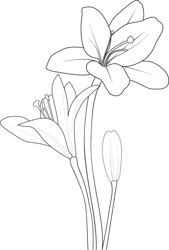Set of vector hand-drawn lily flowers. ink sketch isolated on white background.