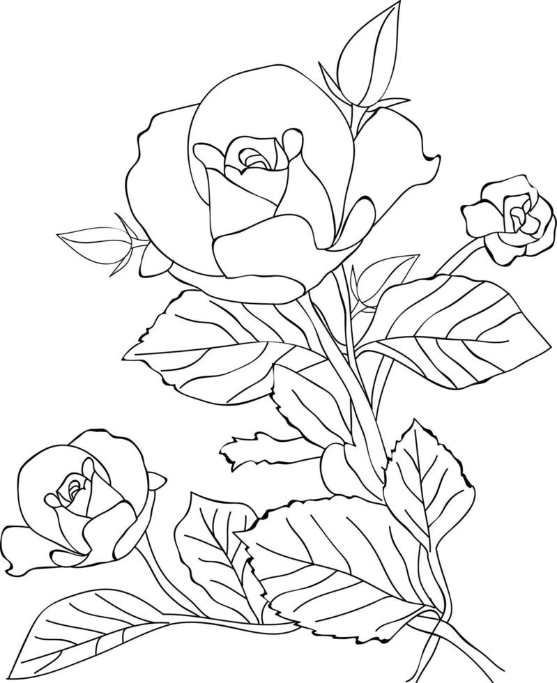 arte de lápiz de flor rosa, página de coloreado vectorial de contorno blanco y negro y libro para adultos y niños flores rosa blanca, con hojas dibujadas a mano ilustración de tinta grabada diseño artístico. vector