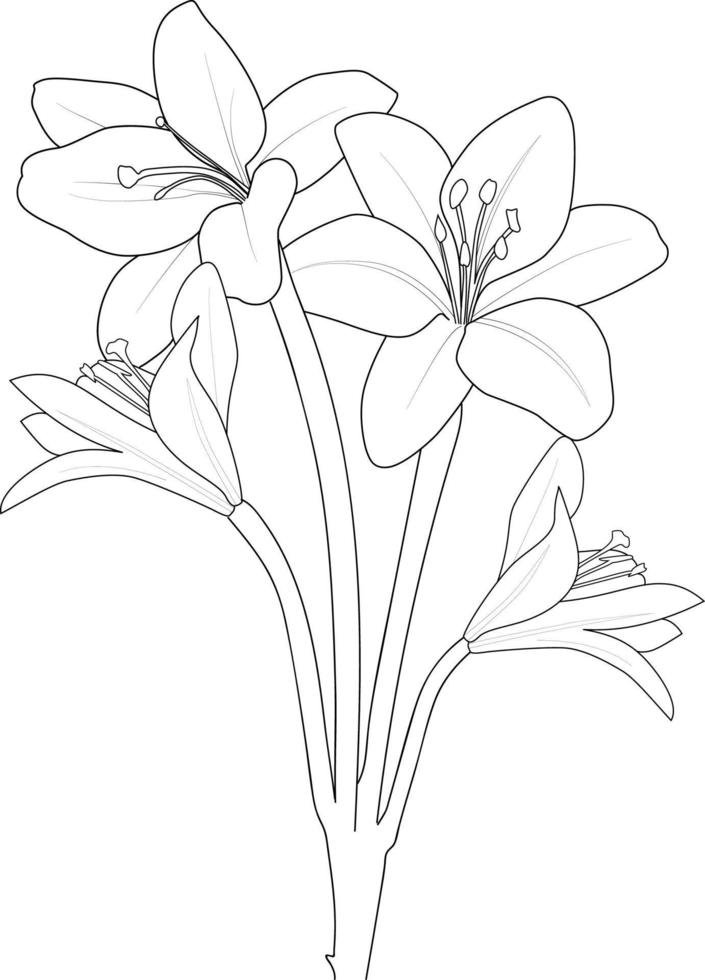 Lily blossom flowers and branch vector illustration. hand Drawing vector illustration for the coloring book or page Black and white engraved ink art, for kids or adults.