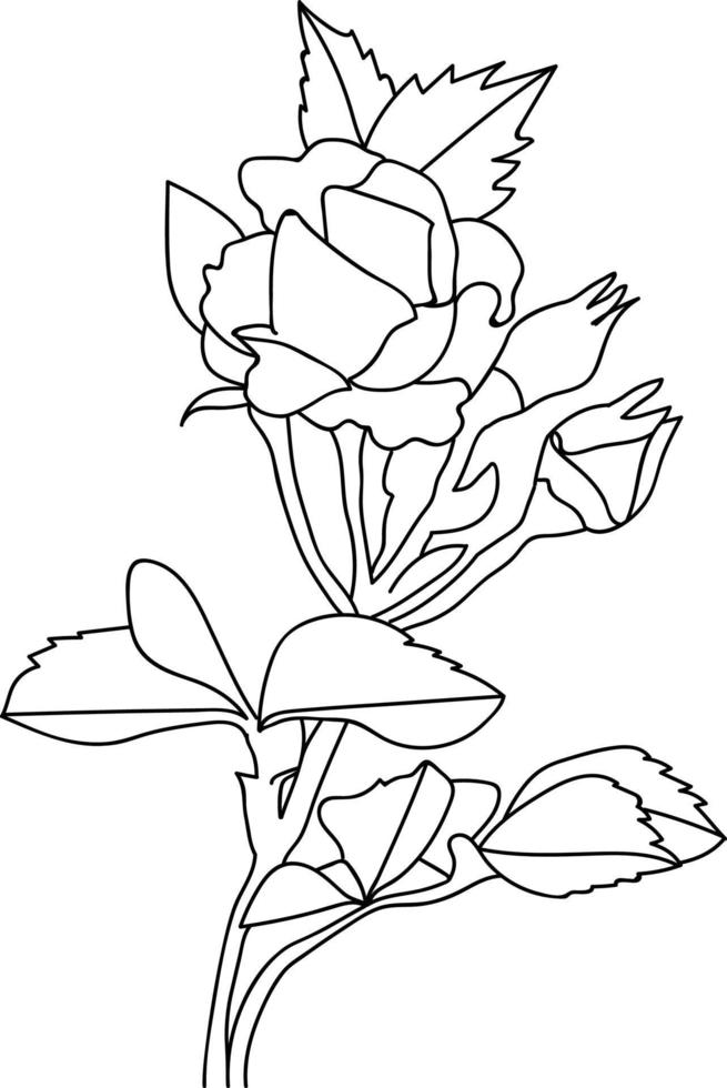 arte vectorial rosa, boceto de contorno rosas rojas flor libro para colorear ilustración vectorial dibujada a mano artísticamente grabado tinta arte flor flores aisladas en imágenes prediseñadas de fondo blanco. vector