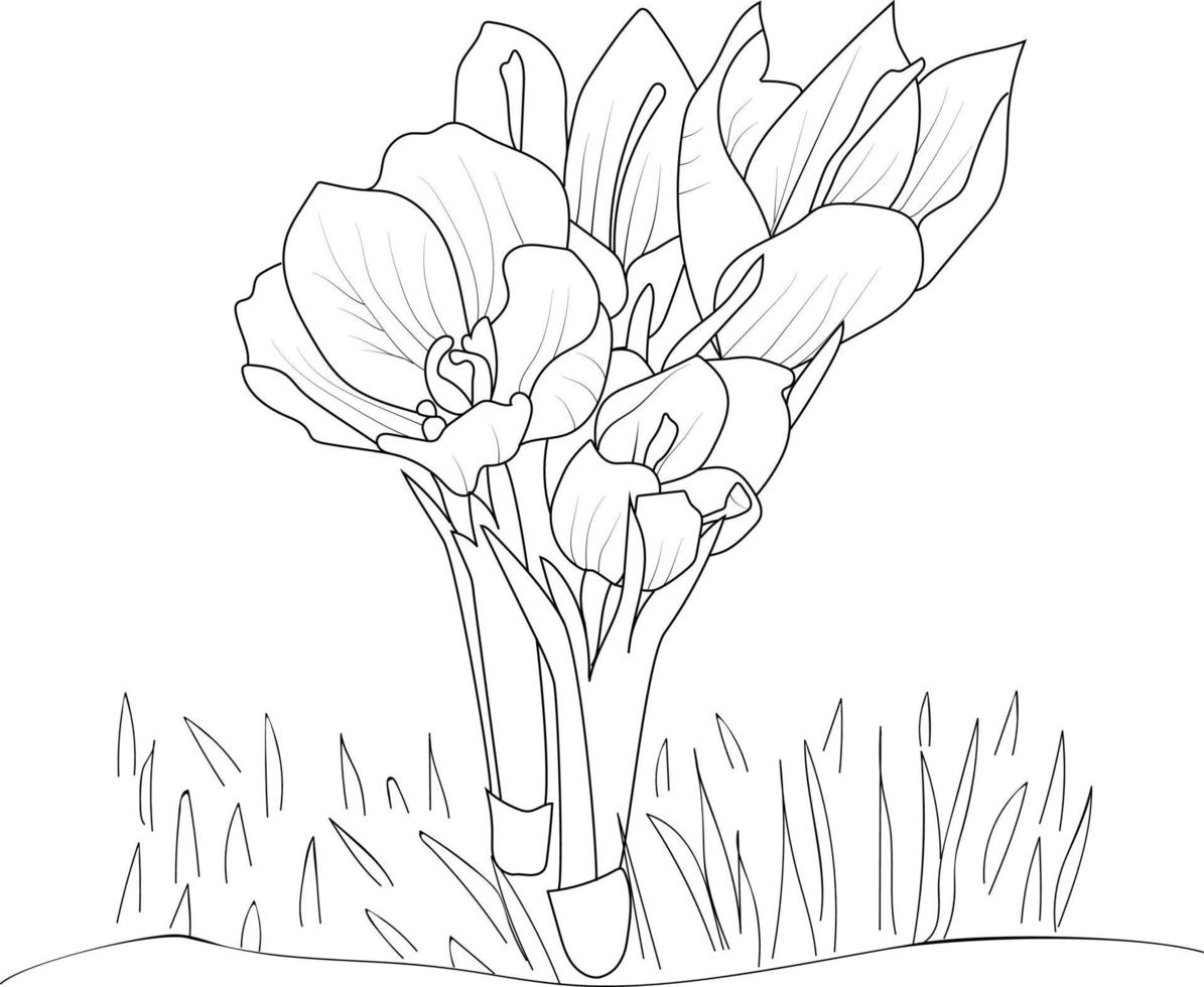 ramo de flores de azafrán dibujado a mano ilustración de boceto vectorial arte de tinta grabado colección de ramas de hojas botánicas aisladas en la página de color de fondo blanco y libros. vector