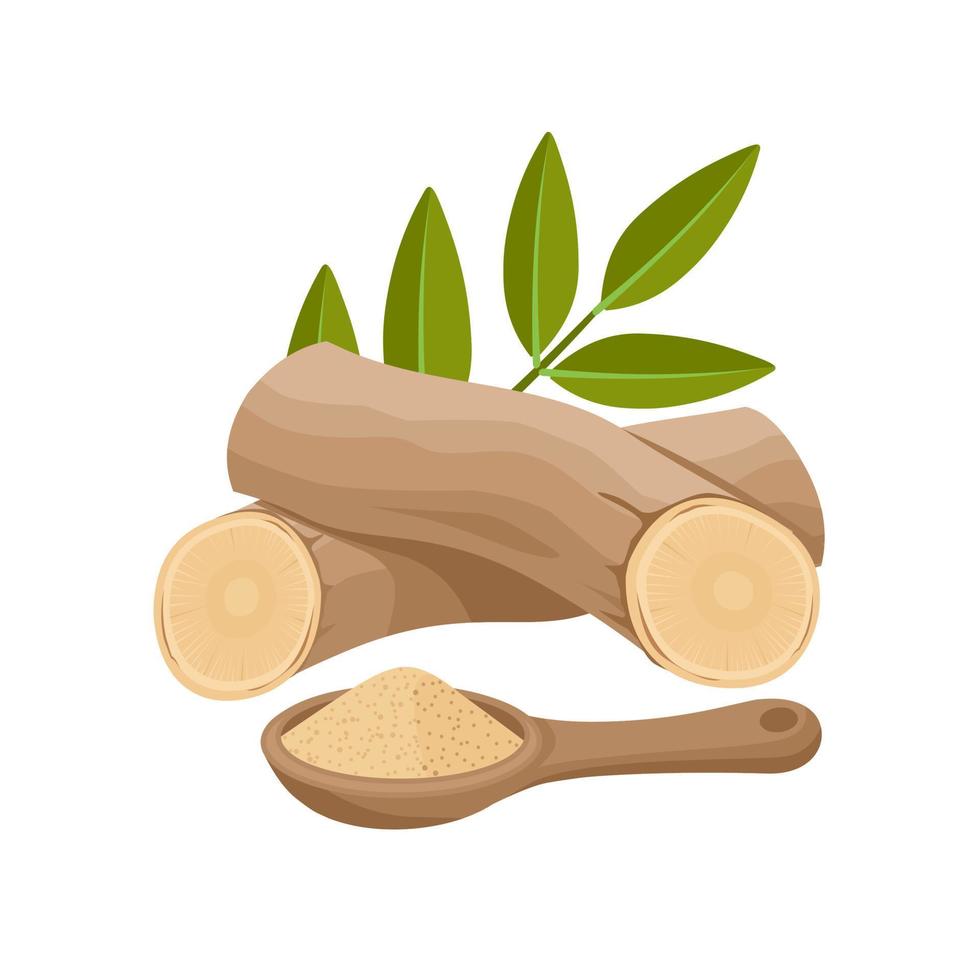 Vector illustration, Pasak Bumi root or Tongkat Ali, also called Longjack, scientific name Eurycoma longifolia, isolated on white background.