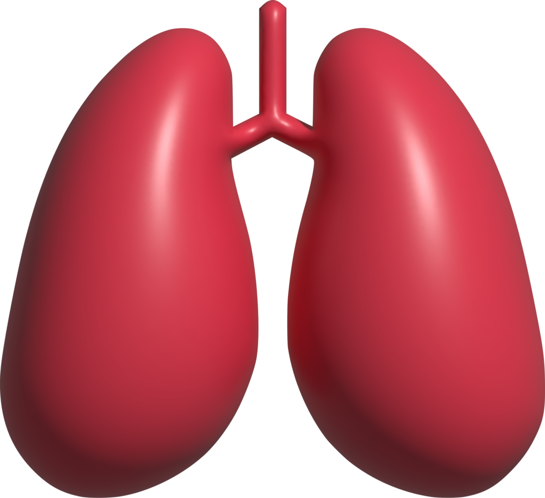 3d illustration of lungs png