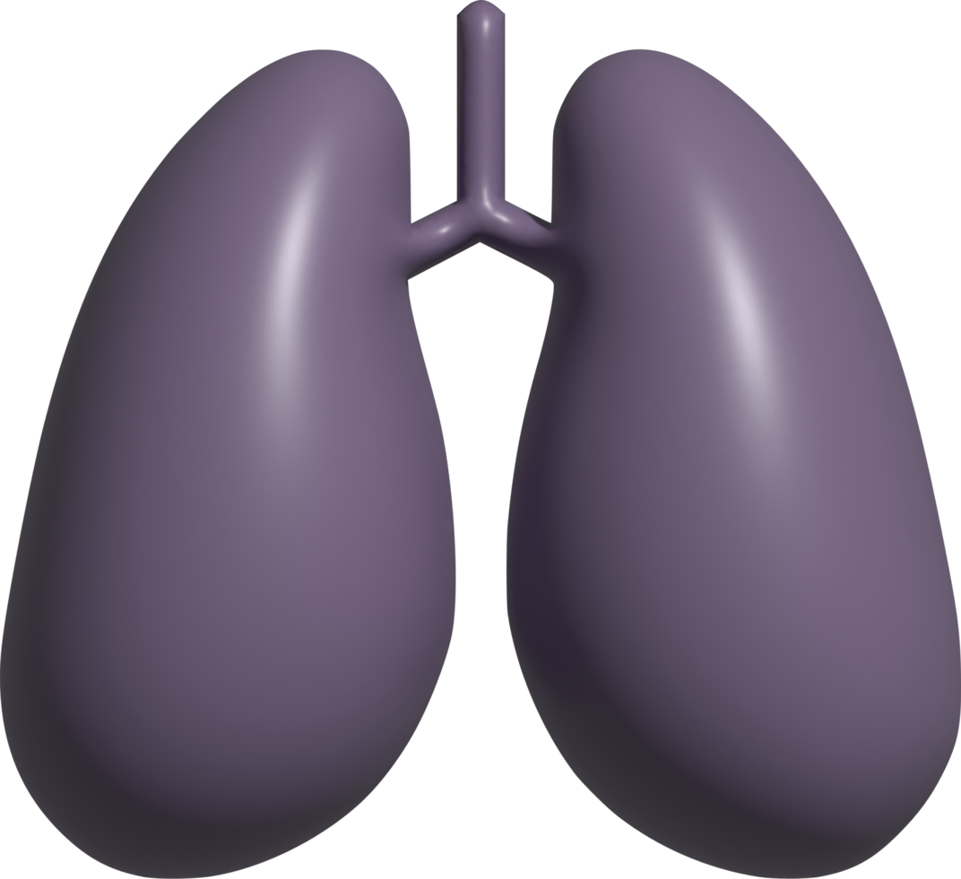 ilustração 3D dos pulmões png