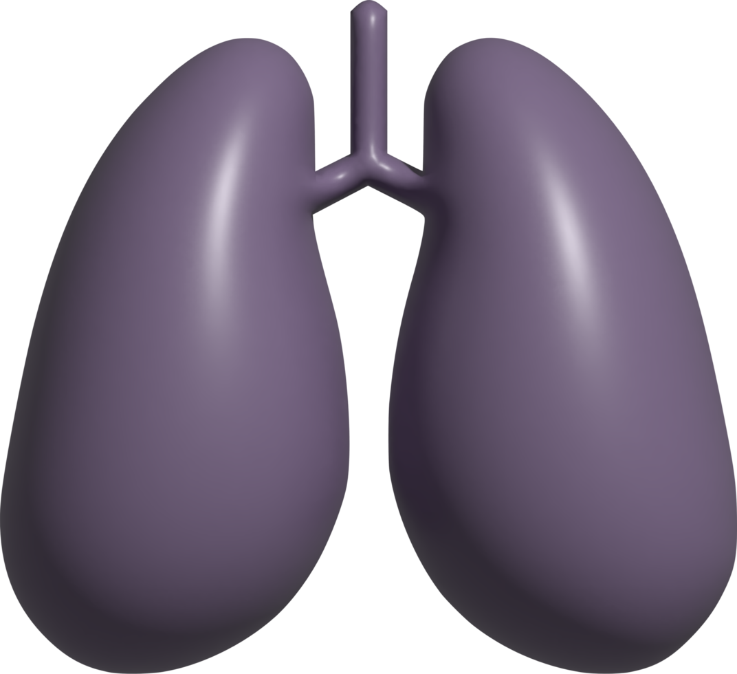 3d illustration of lungs png