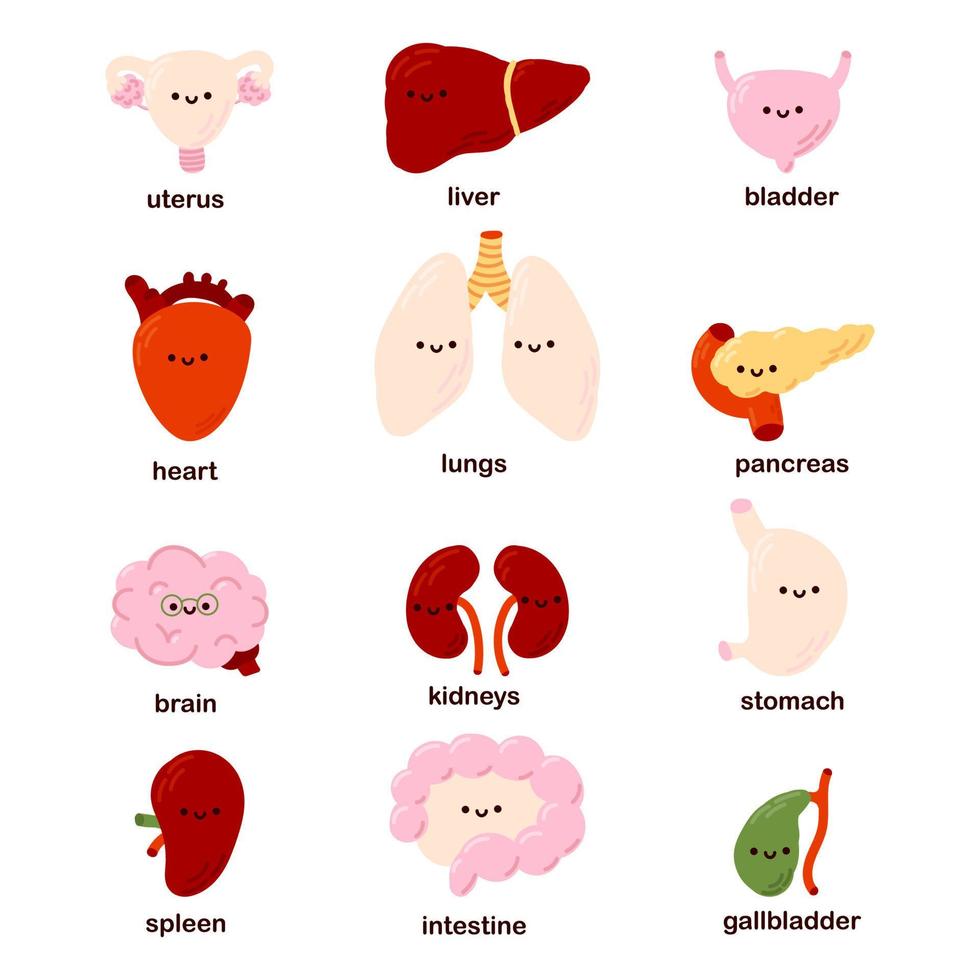 Set of 12 cute kawaii human organs - heart, liver, kidneys, uterus, pancreas, bladder, brain, intestines. Funny organs. vector