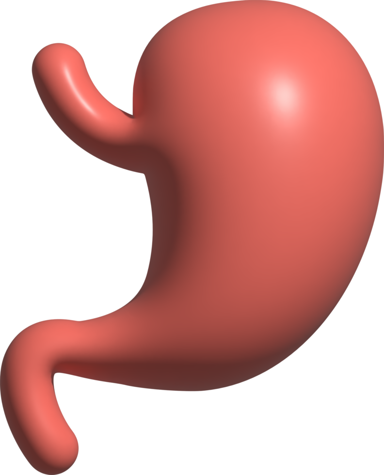 3d illustration of stomach png