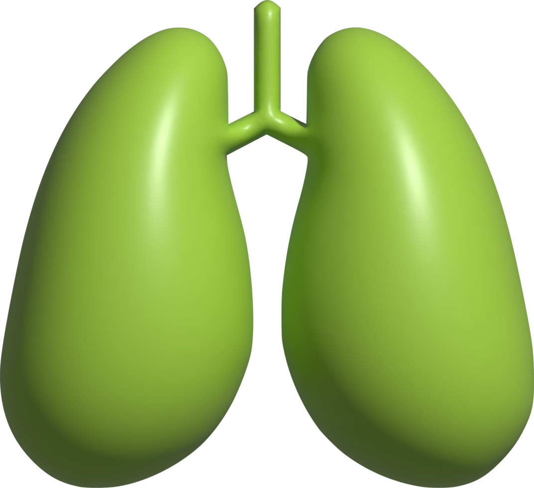 3d illustration of lungs png