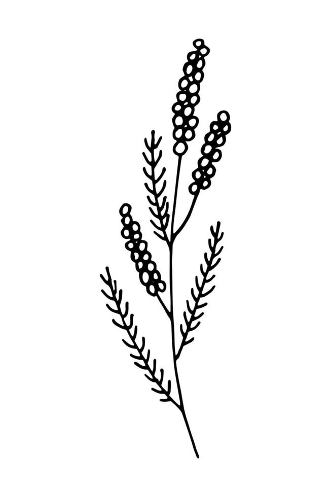 Doodle of a field grass. Hand drawn vector illustration of wild herb isolated on white background.