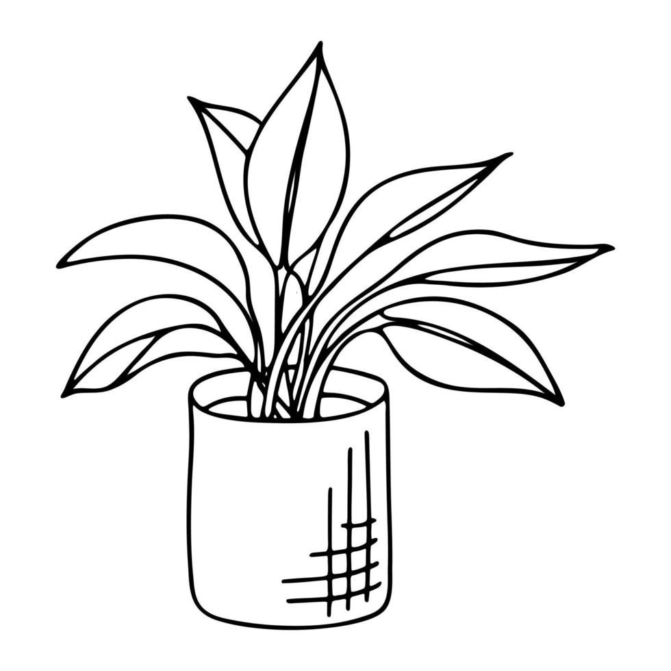 Doodle of spathiphyllum in pot. Hand drawn vector illustration of indoor plant isolated on white background.
