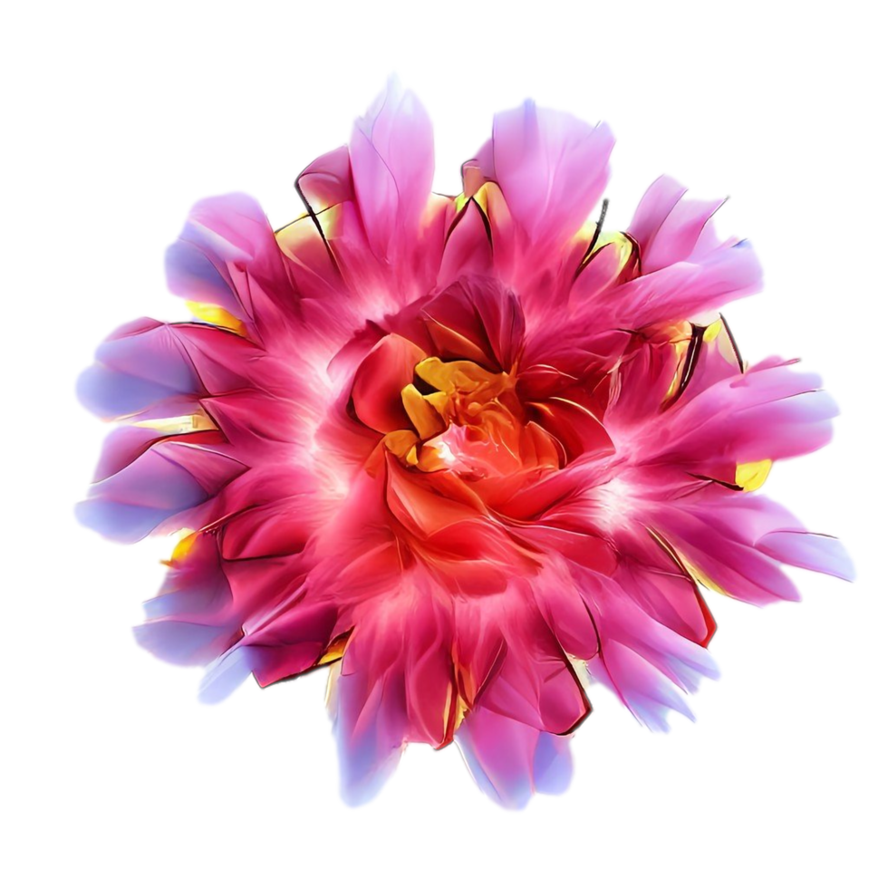 dahlia flower isolated png