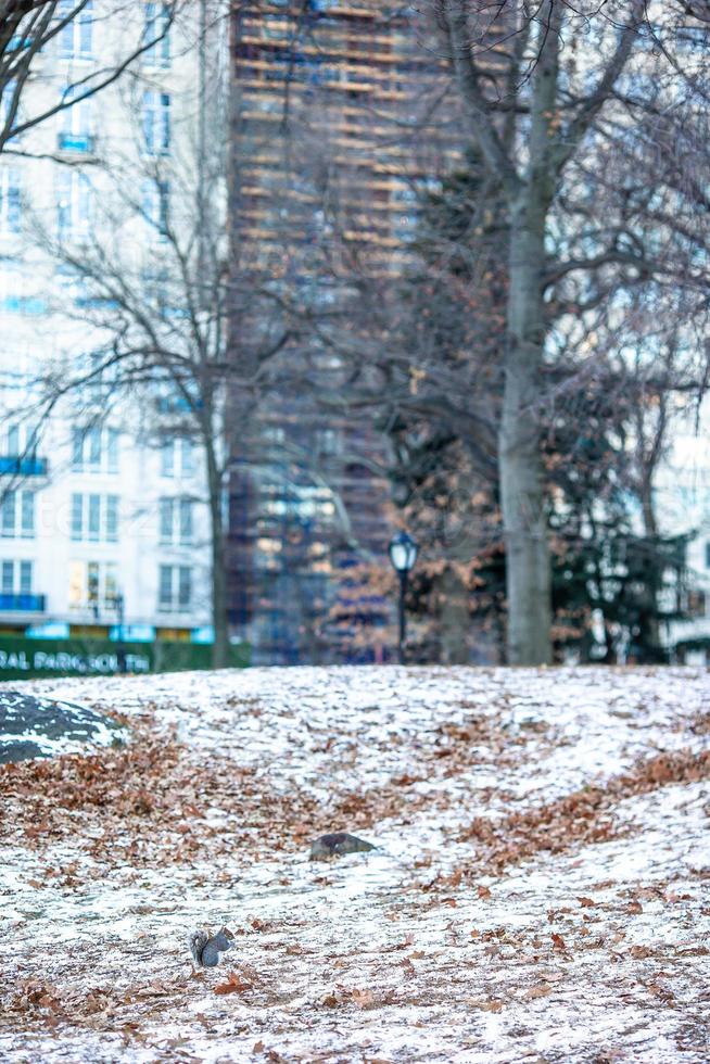 hermoso parque central en la ciudad de nueva york foto