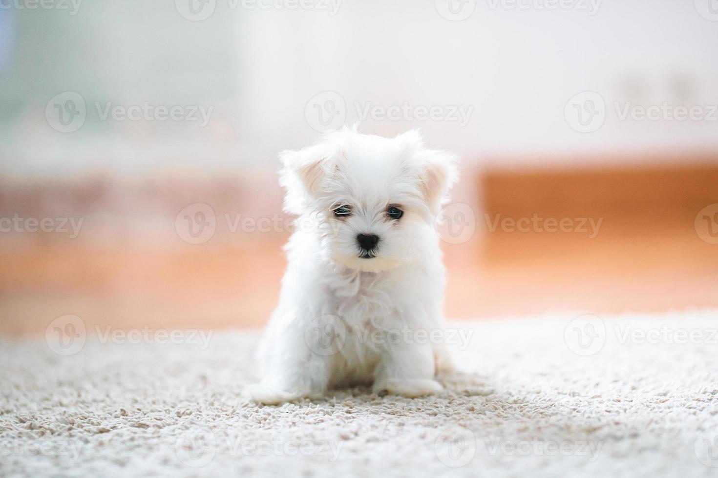 White cute maltese puppy, 2 months old looking at us photo