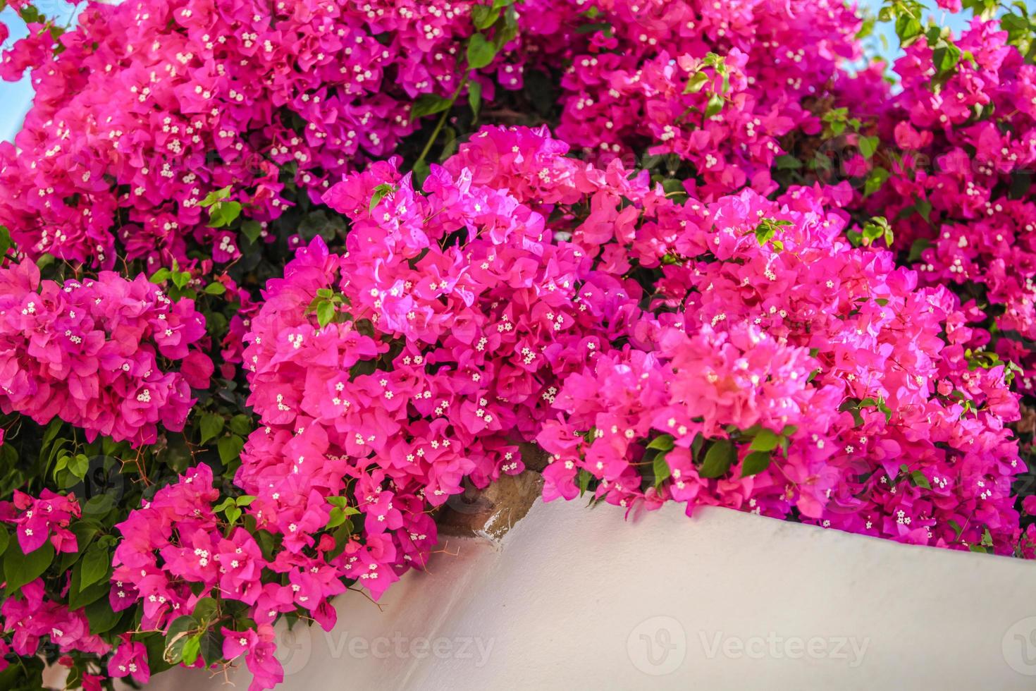 Beautiful bougainvillea on the old traditional White House in Emporio Santorini, Greece photo