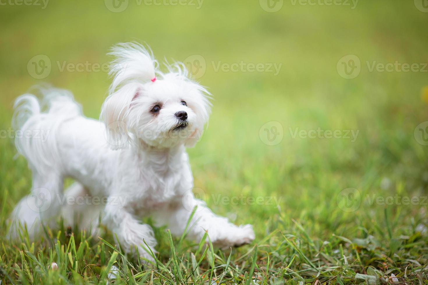 Little white maltese dog on green grass on a warm day photo