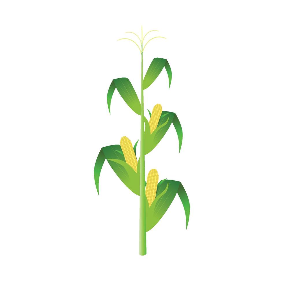 tallos de maíz aislado sobre fondo blanco. plantas de maíz verde en la ilustración de vector de campo en diseño plano.