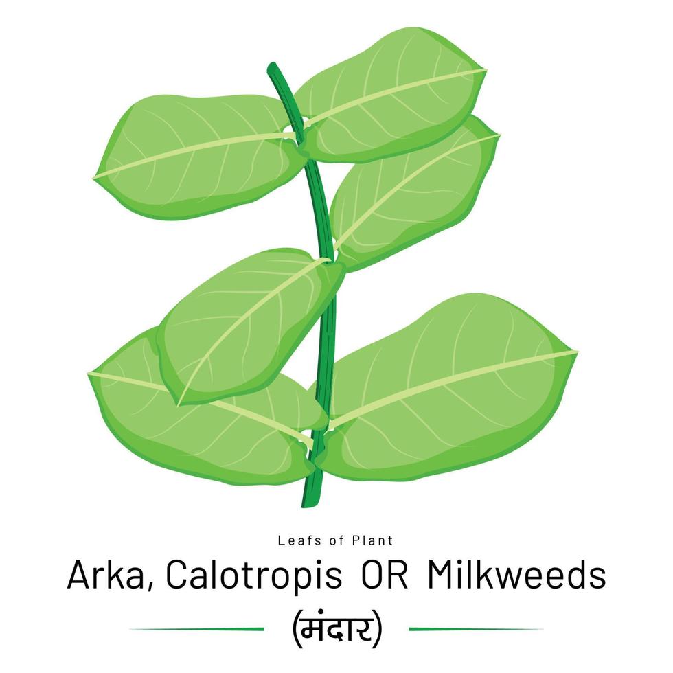 A Decussate Leaf of Milkweed based on Wild Botanical Element. vector