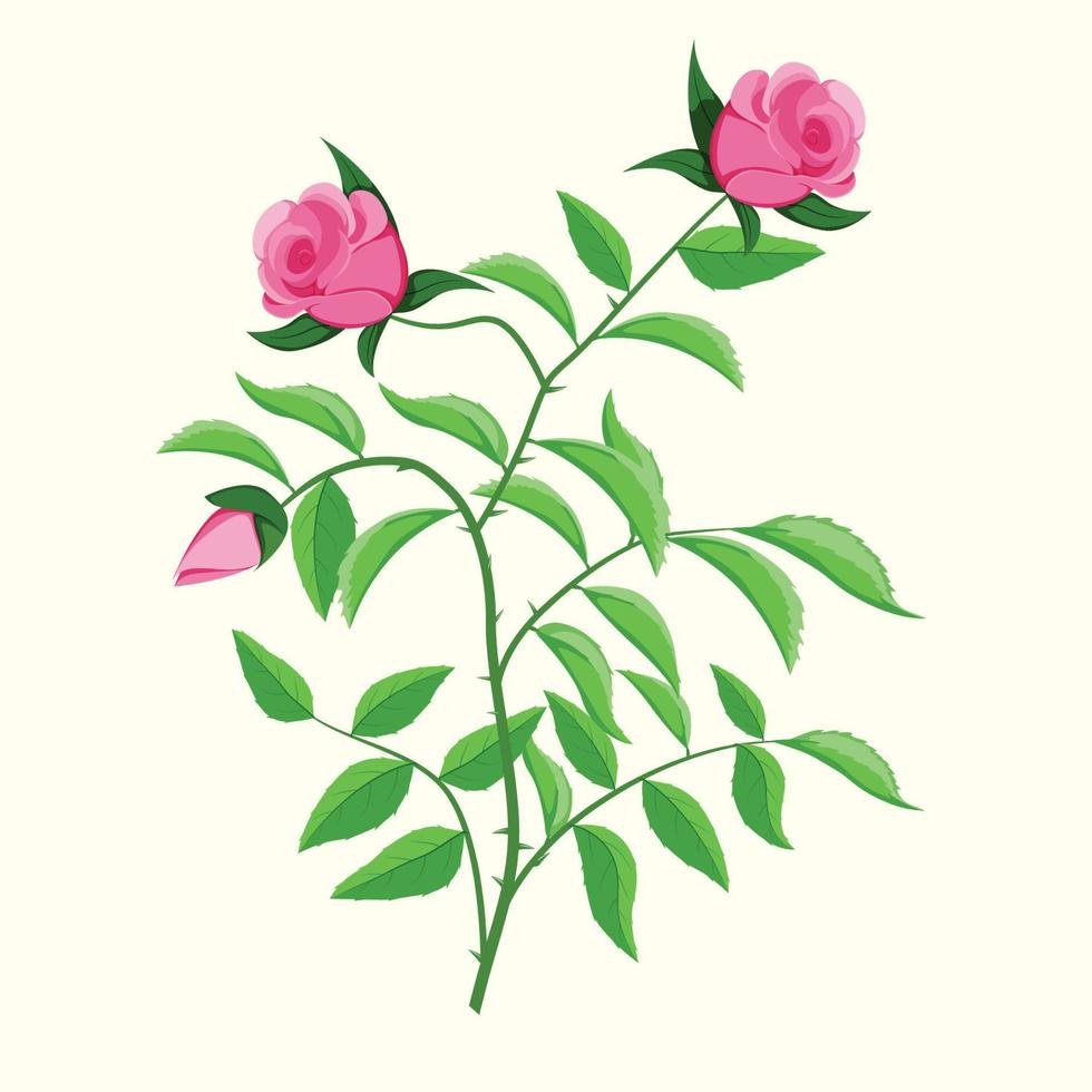 Rose shrub with leaves and blossoms Botanical element. vector